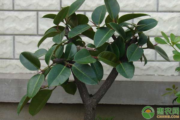 橡皮樹(shù)的功效及養(yǎng)殖方法要點(diǎn)