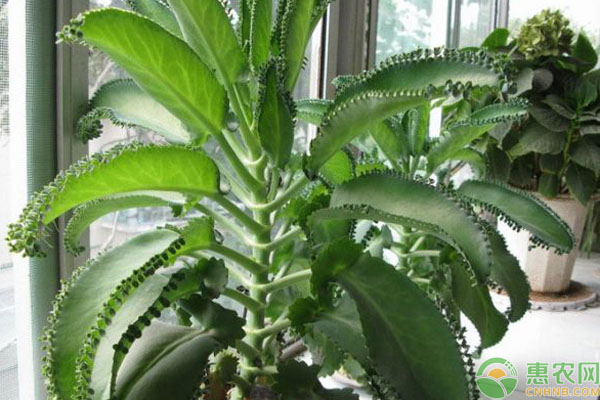 多肉植物