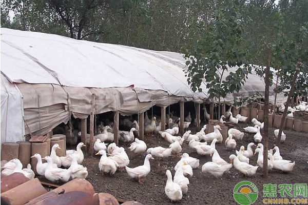 肉鴨病毒性肝炎的癥狀及其防治措施