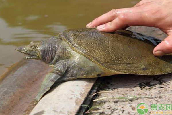 甲魚養(yǎng)殖