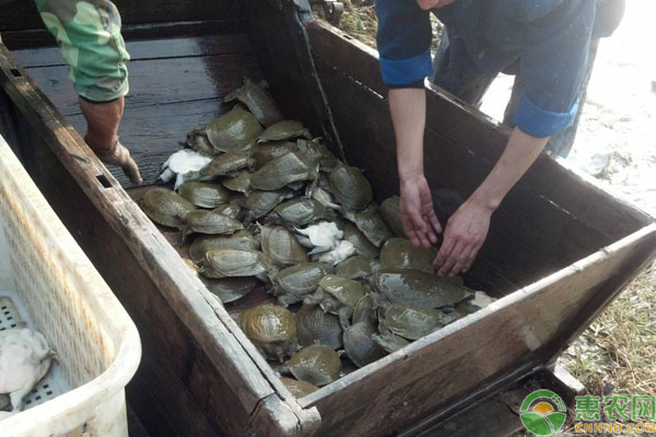 甲魚養(yǎng)殖效益