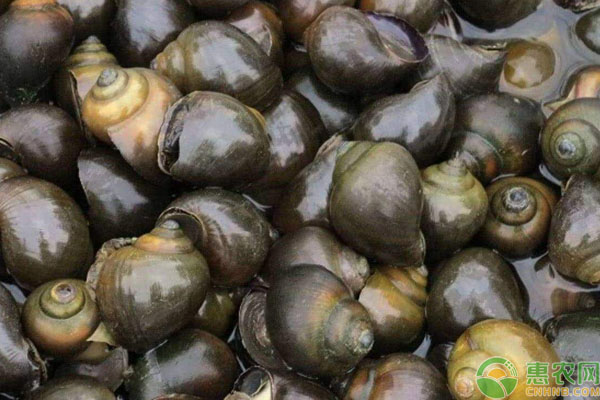 甲魚養(yǎng)殖飼喂