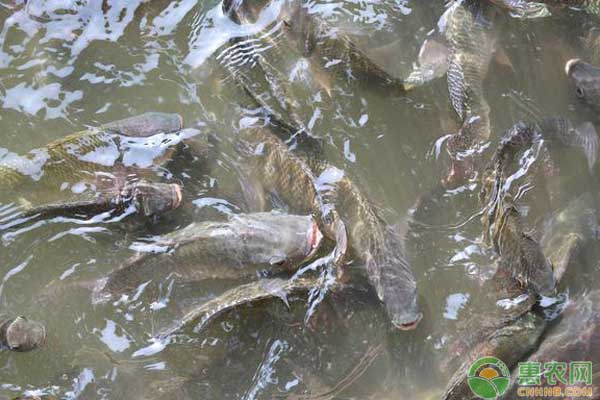 秋季魚類發(fā)病原因及防控措施