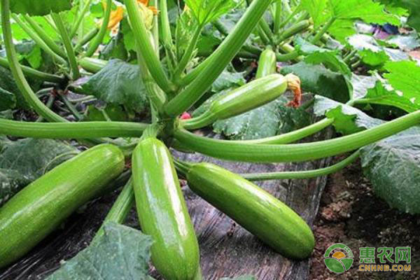西葫蘆出現(xiàn)小瓜多、植株小的原因及預(yù)防補(bǔ)救措施