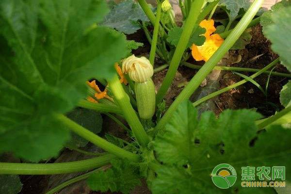 西葫蘆出現(xiàn)小瓜多、植株小的原因及預(yù)防補(bǔ)救措施