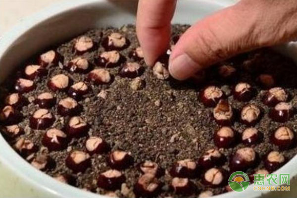 盆栽龍眼的種植方法及注意事項(xiàng)