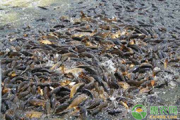 水產(chǎn)養(yǎng)殖：魚(yú)種的放養(yǎng)與管理