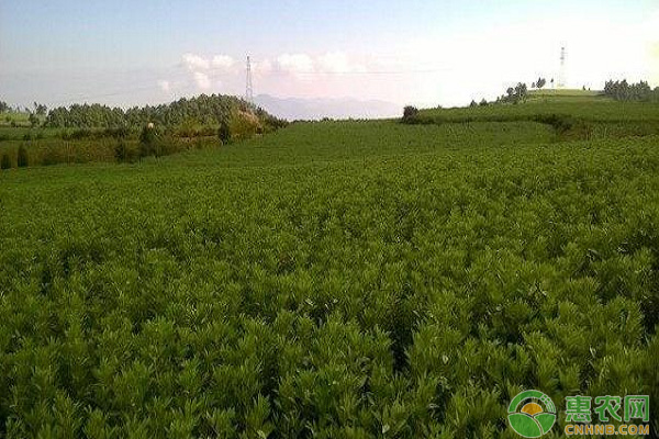蠶豆露地高產(chǎn)栽培技術(shù)要點(diǎn)
