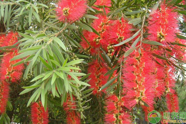 紅千層