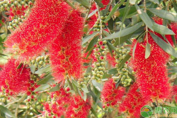 紅千層種植管理