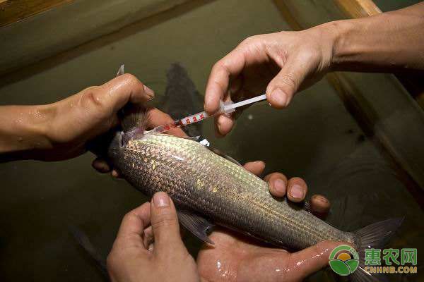 魚類越冬期是指哪一階段？魚類越冬期主要管理措施