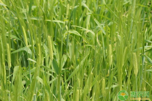 小麥拌種可預防哪些病害？拌種時有哪些注意事項？
