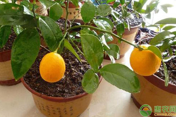 檸檬盆栽方法