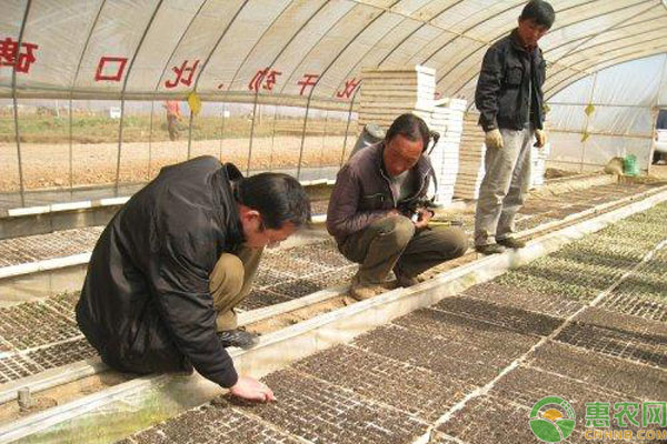 蔬菜育苗措施