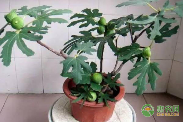 <a href='http://mixian138.com/t/120426.html' class='j-href' target='_blank'><span style='color:#FF8001'>盆栽無(wú)花果</span></a>的種植步驟及養(yǎng)護(hù)方法