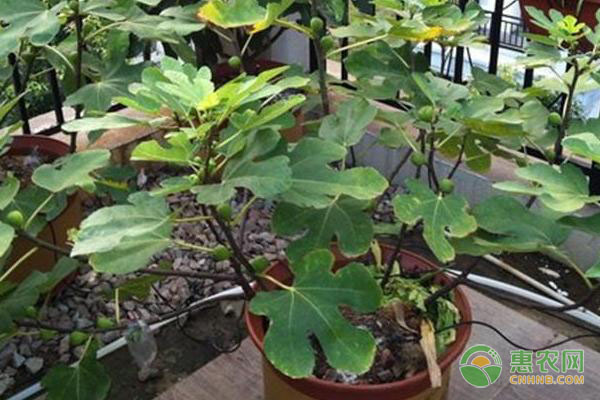 盆栽無(wú)花果的種植步驟及養(yǎng)護(hù)方法