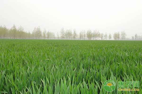 噴施小麥除草劑的時(shí)間及注意事項(xiàng)