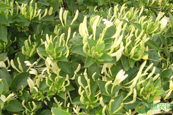 金銀花的種植栽培要點(diǎn)