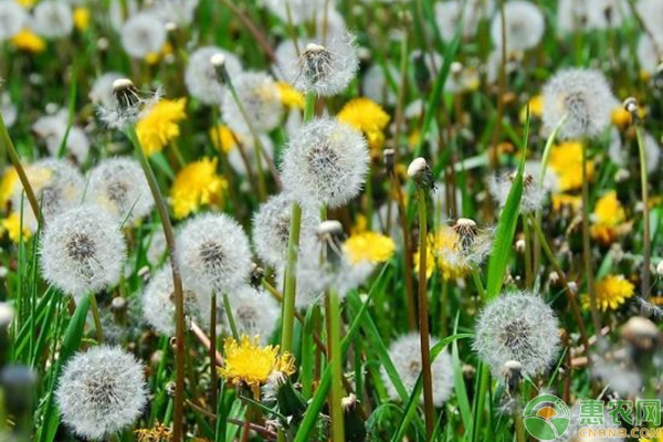 北方地區(qū)大棚菜用蒲公英反季節(jié)栽培技術(shù)