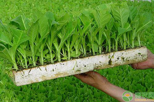 蔬菜育苗消毒