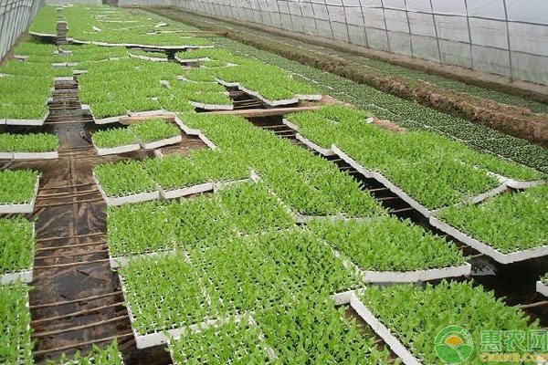 蔬菜育苗催芽