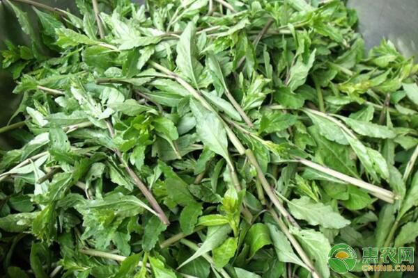 枸杞菜有哪些食用功效和禁忌？枸杞菜高產(chǎn)栽培技術(shù)