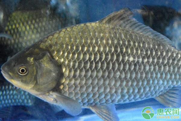 芙蓉鯽池塘養(yǎng)殖條件、飼料投喂、魚病防治要點(diǎn)講解