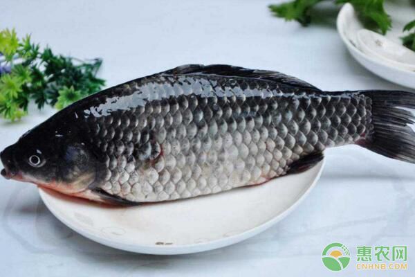 芙蓉鯽池塘養(yǎng)殖條件、飼料投喂、魚病防治要點(diǎn)講解