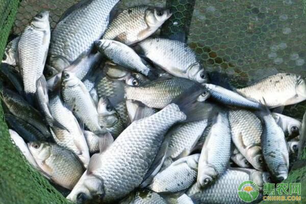 芙蓉鯽池塘養(yǎng)殖條件、飼料投喂、魚病防治要點(diǎn)講解