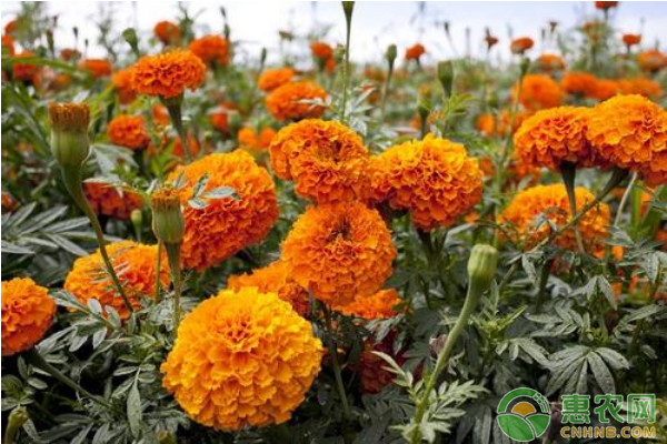 萬(wàn)壽菊高效種植技術(shù)簡(jiǎn)析