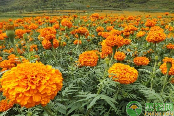 萬(wàn)壽菊高效種植技術(shù)簡(jiǎn)析