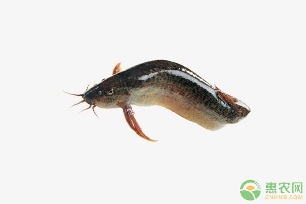 大鱗副鰍形態(tài)特征及池塘生態(tài)高效養(yǎng)殖技術(shù)