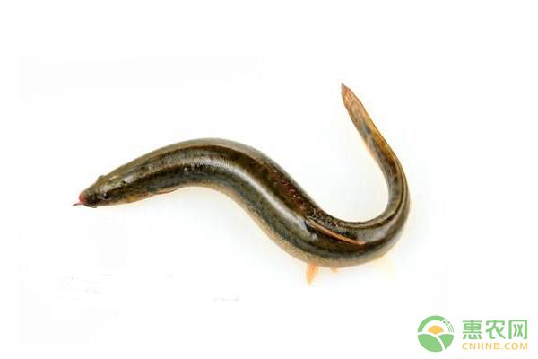 大鱗副鰍形態(tài)特征及池塘生態(tài)高效養(yǎng)殖技術(shù)