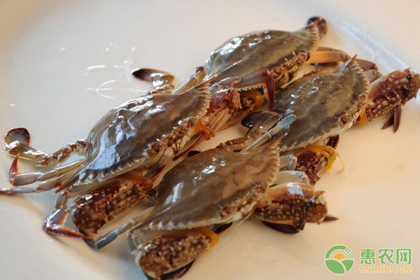 陜西黃河灘生態(tài)養(yǎng)蟹及飼養(yǎng)管理技術(shù)