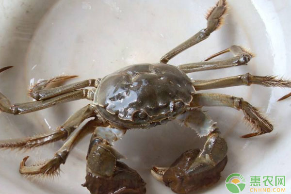 陜西黃河灘生態(tài)養(yǎng)蟹及飼養(yǎng)管理技術(shù)