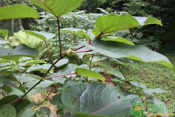 平歐雜種榛嫁接技術(shù)規(guī)程