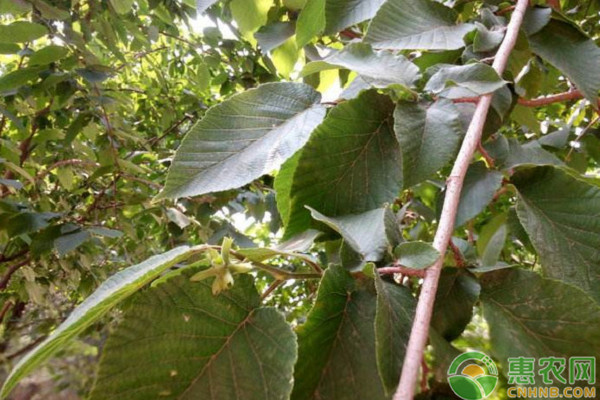 平歐雜種榛嫁接技術(shù)規(guī)程
