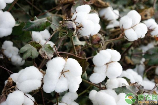 常見(jiàn)的棉花種植問(wèn)題