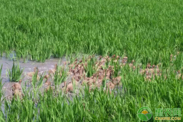 生態(tài)養(yǎng)鴨的五種模式介紹