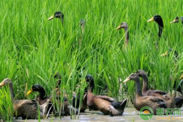 生態(tài)養(yǎng)鴨的五種模式介紹