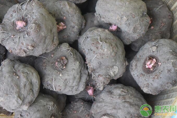 魔芋功效及種植技術(shù)要點(diǎn)