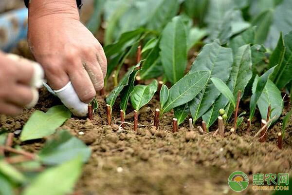 茶叶凹沟深栽法栽植优势及栽培技术要点