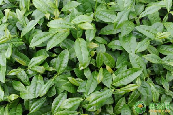 茶叶凹沟深栽法栽植优势及栽培技术要点