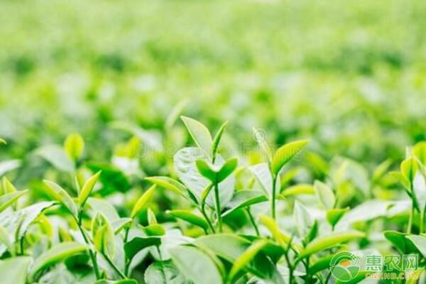 茶叶凹沟深栽法栽植优势及栽培技术要点