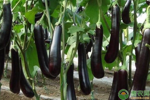 茄子发生落花落果的原因及预防措施