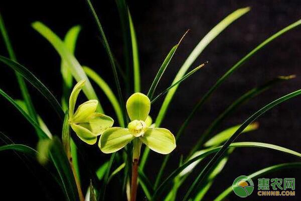 盆栽蘭花蘭花泥、仙土、珍珠巖等常用養(yǎng)蘭植料介紹