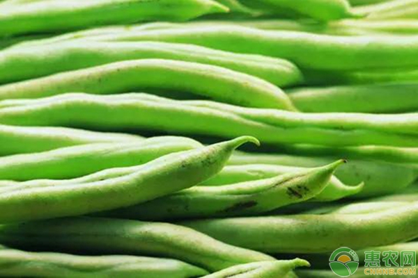 大棚豆角種植常見問題