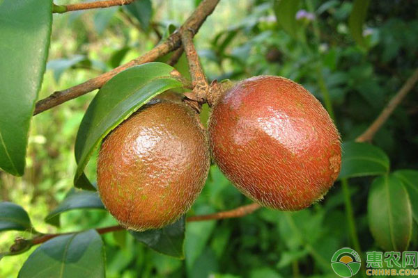 油茶病蟲害防治