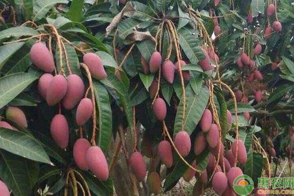 芒果采收管理技巧
