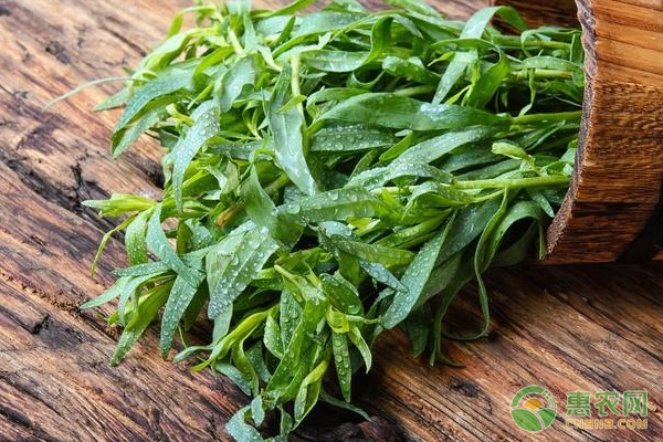 中草藥茵陳蒿的價值與鹽堿地的栽培技術(shù)